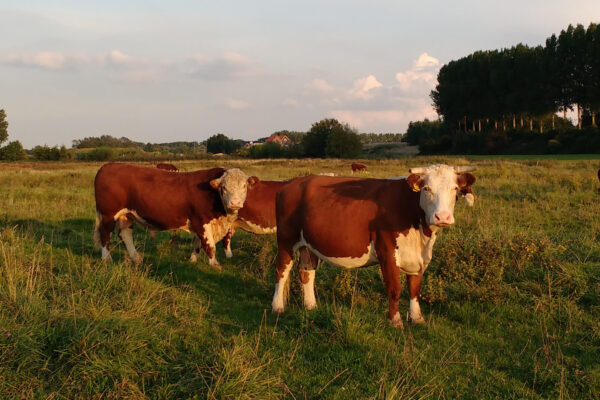 De-Kok-Herefords_Ons Vlees_01