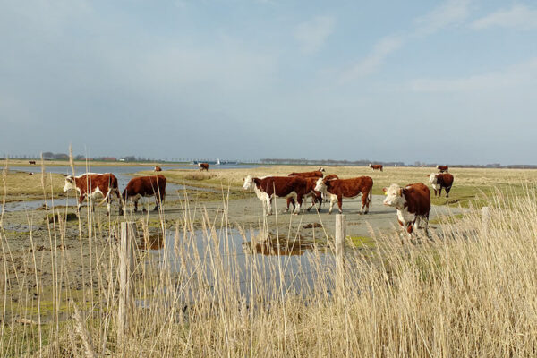 De-Kok-Herefords_Ons Vlees_02