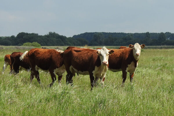 De-Kok-Herefords_Onze herefordrunderen_02