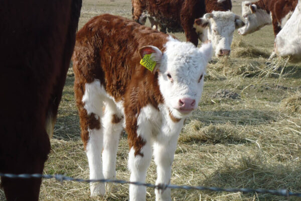 De-Kok-Herefords_Onze herefordrunderen_03