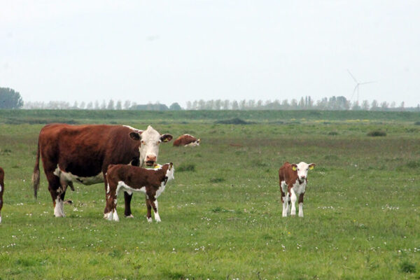 De-Kok-Herefords_home 04