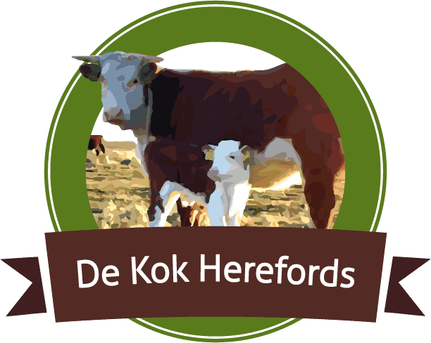 De Kok Herefords