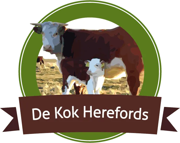 De Kok Herefords